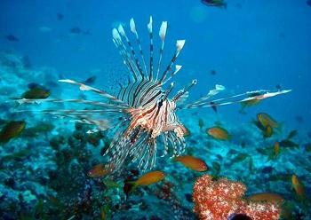 подводный мир Мальдивских островов
